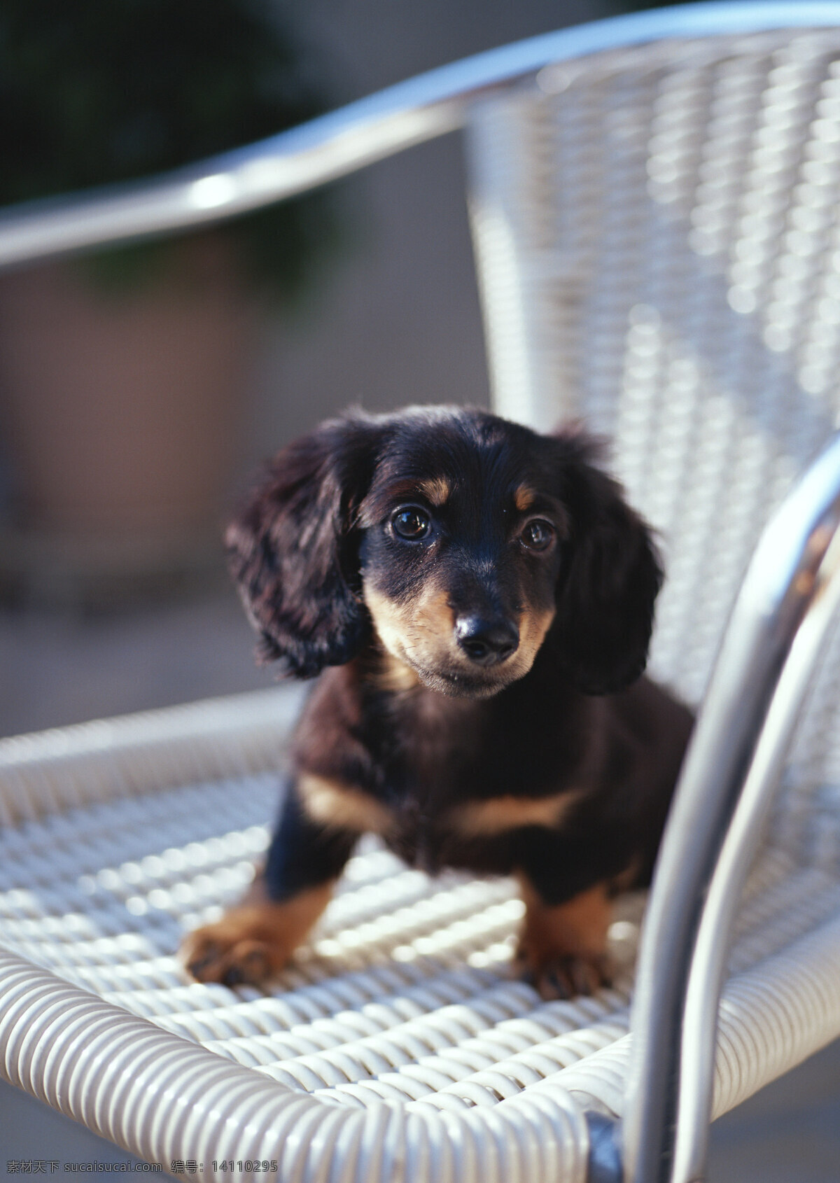 椅子 上 狗 宠物 宠物狗 可爱 小狗 名犬 名贵犬种 犬科动物 陆地动物 生物世界 狗狗图片