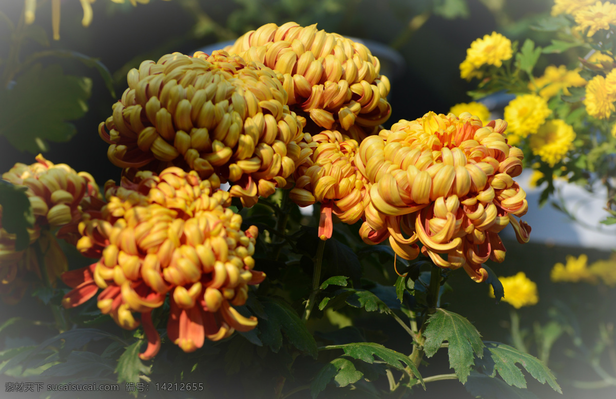 金黄菊花 绿叶 花朵 花径 菊花 虚背景 盛开 菊花朵朵 生物世界 花草 黑色