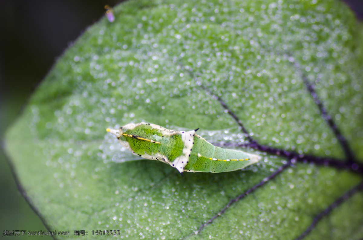 虫 蛹 昆虫 绿底 生物世界 特写 正面 虫蛹 茄子叶上的蛹