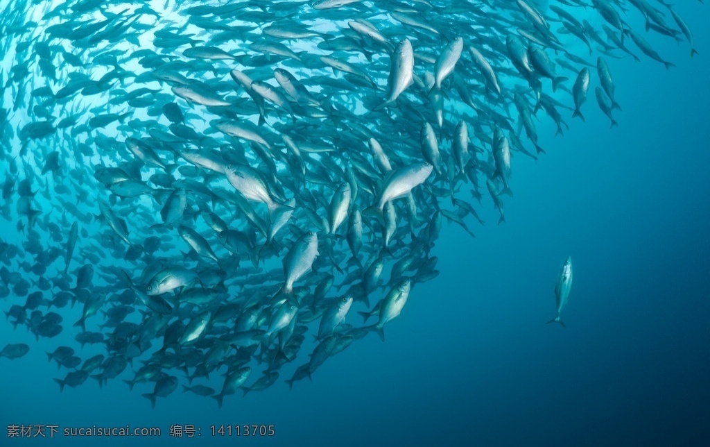 唯美 生物 动物 野生鱼类 海鱼 海生物 生物世界 鱼类
