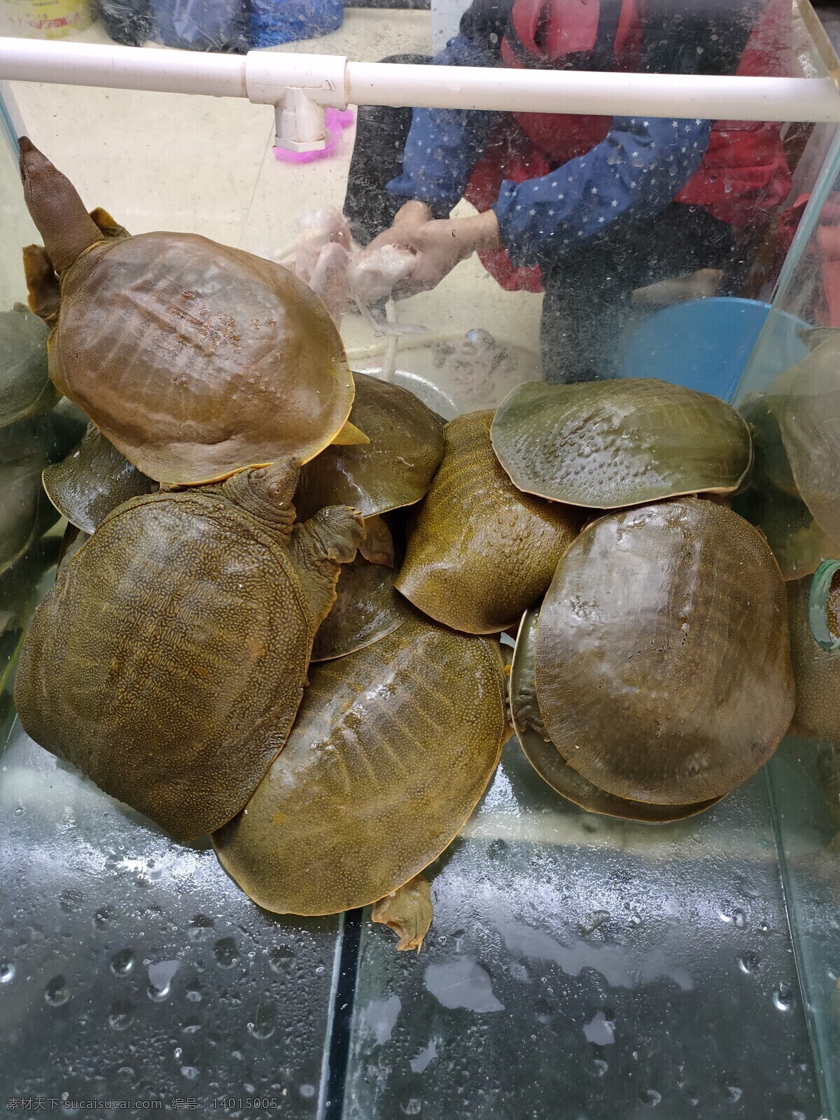 甲鱼 鱼 虾 蟹 水产品 海鲜 生物世界 鱼类