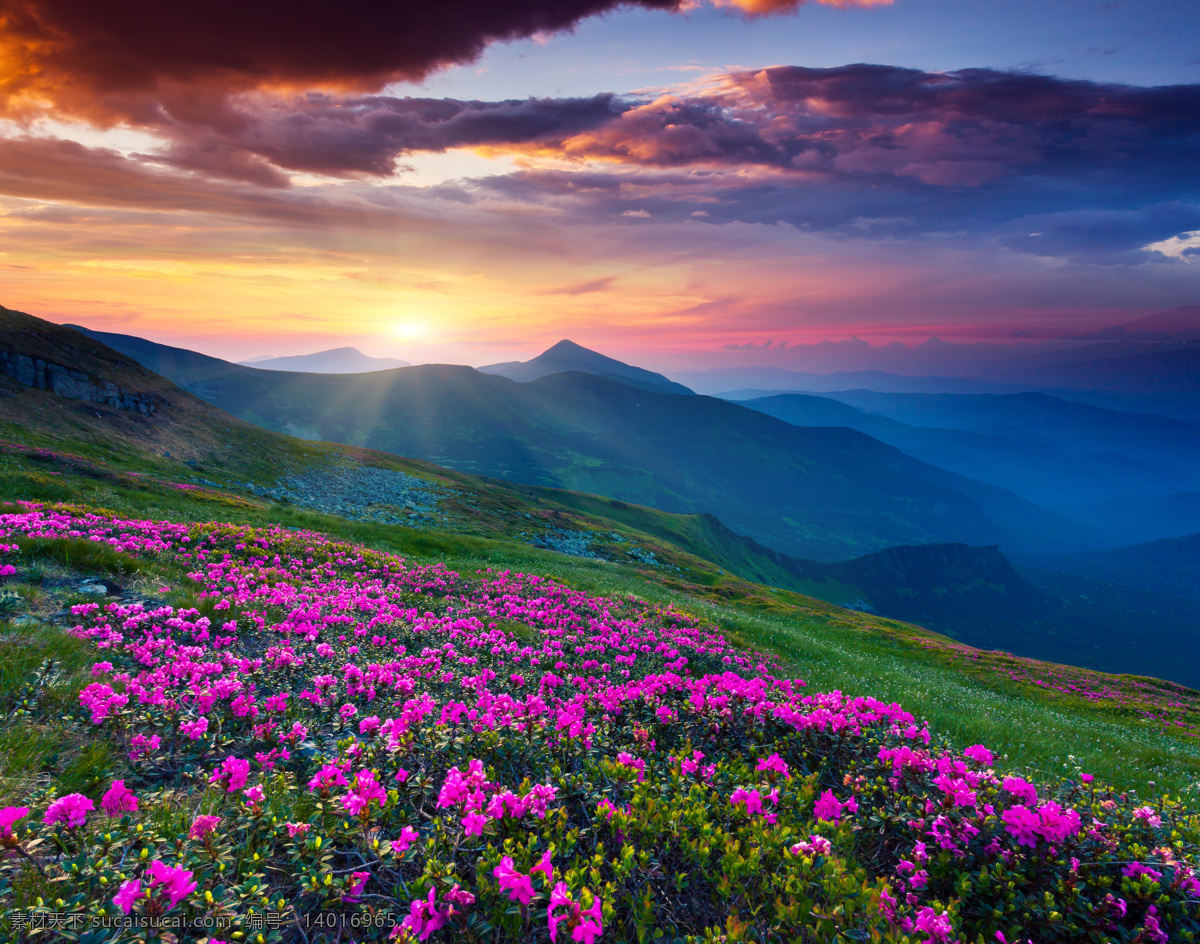 夕阳 下 花海 风景 花朵 花丛 旅游 山水风景 风景图片