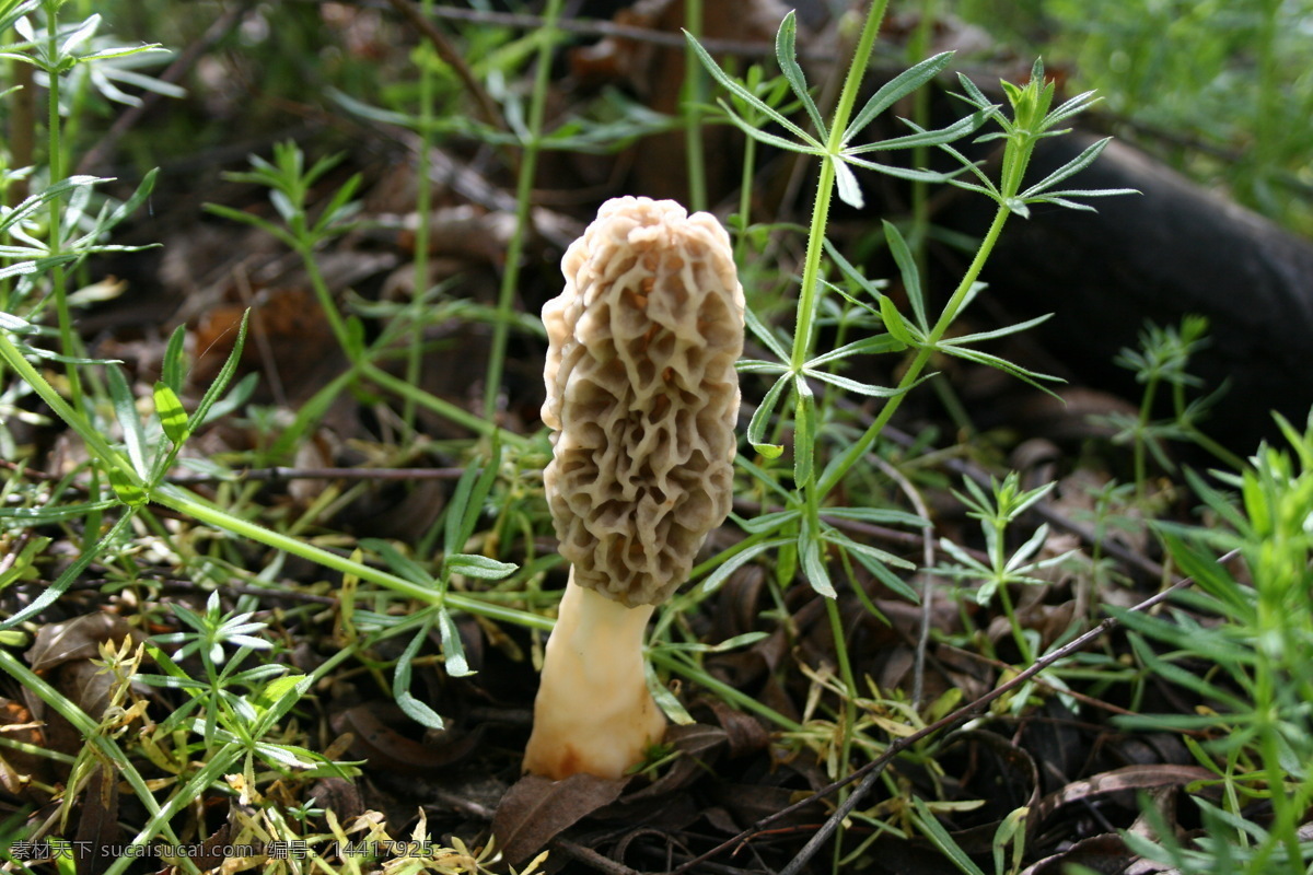 羊肚菌 植物 水果 药 蘑菇 菌 家禽家畜 生物世界