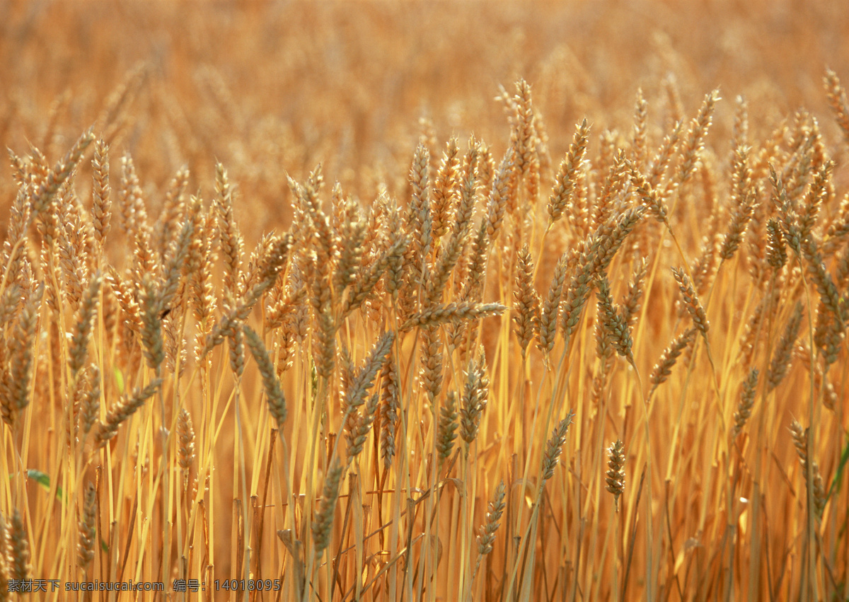 麦田 麦秆 麦子 麦穗 田园风光 自然景观