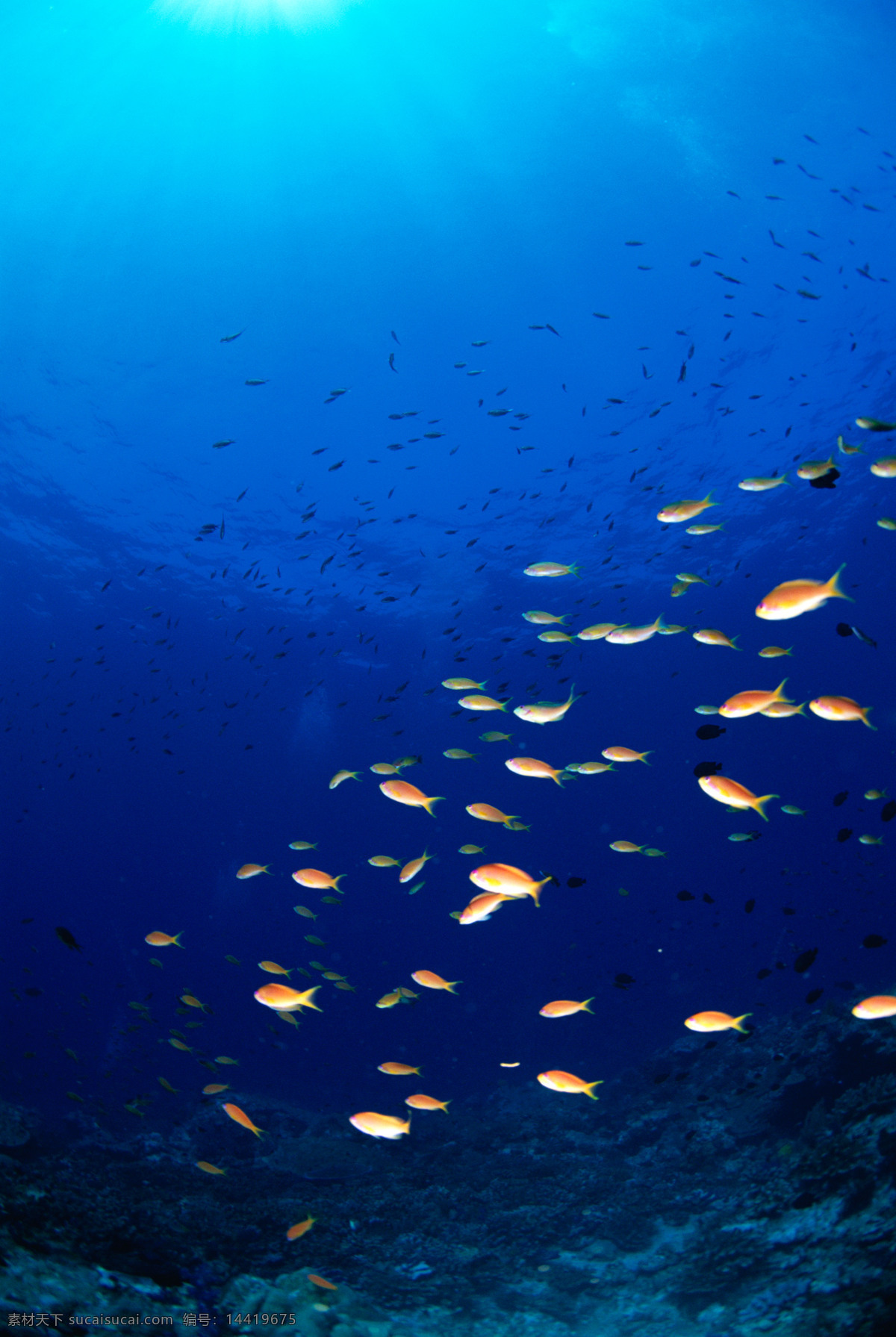 海底世界 海底乐园 海底游鱼 海洋壁纸 海底背景 海洋生物 美丽海洋 梦幻海底 海底鱼群 海底阳光 观赏鱼 游鱼 潜水 水下摄影 海底 海鱼 珊瑚 海洋 海草 大海 海水 鱼 小鱼 鱼群 鱼类 生物世界