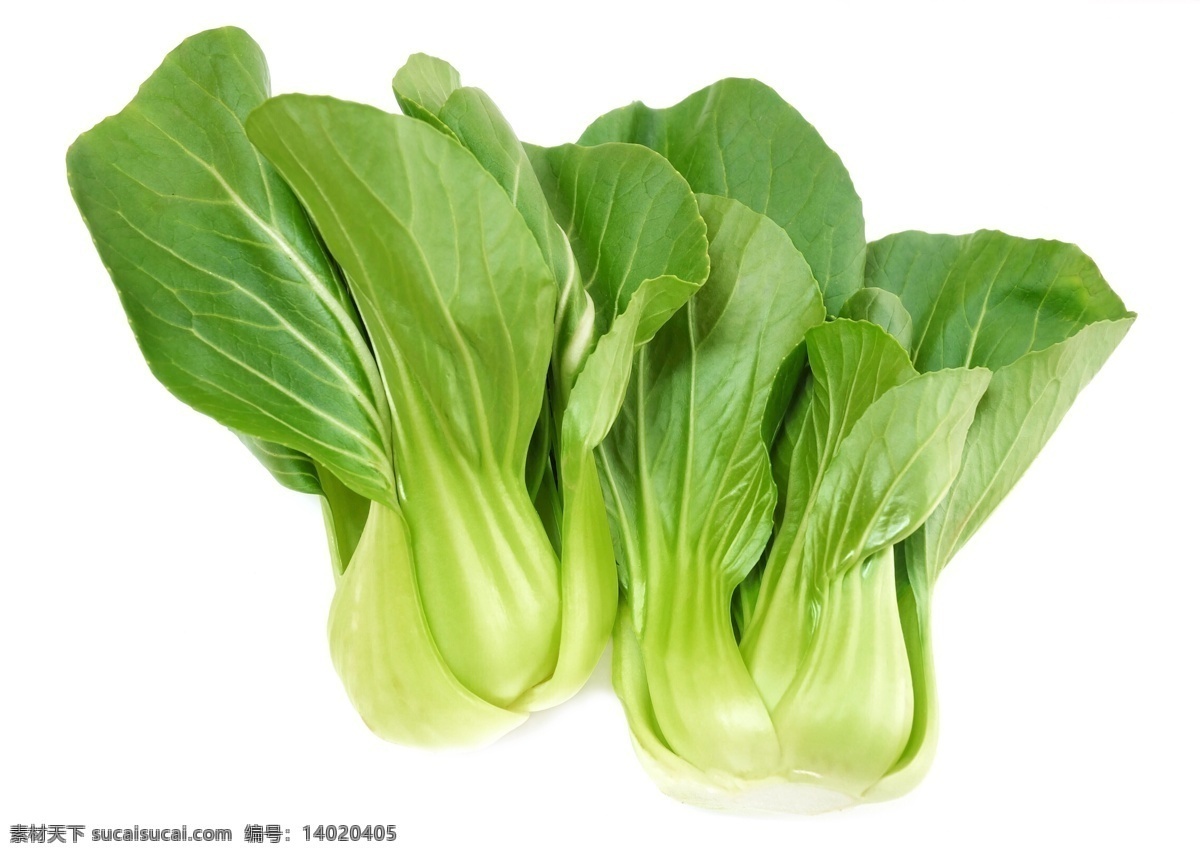 小白菜 蔬菜 白菜 食品 青菜 绿色 健康 新鲜蔬菜 蔬菜素材 蔬果生鲜 生活百科 餐饮美食