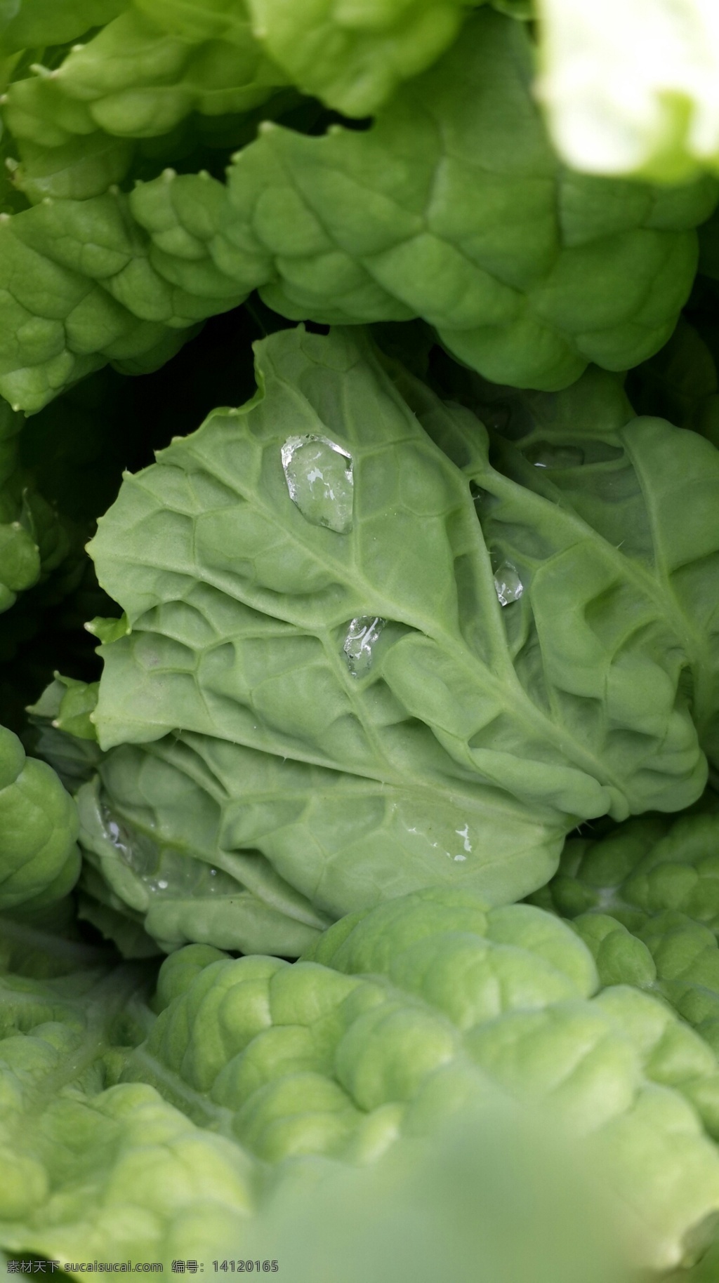绿色 水滴 绿色水滴 绿叶 生物世界 蔬菜 水珠 菜叶