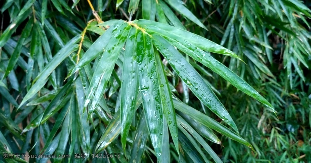 雨天的竹叶 视频 雨天 竹叶 叶子 青皮竹叶 绿叶 视频短片 多媒体 实拍视频 自然风光 mp4