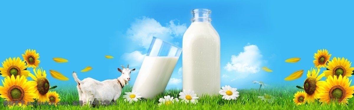羊奶 大图 banner 图 牛奶 羊奶大图 牛奶大图 好看的大图 羊奶广告图 网页模板 分层