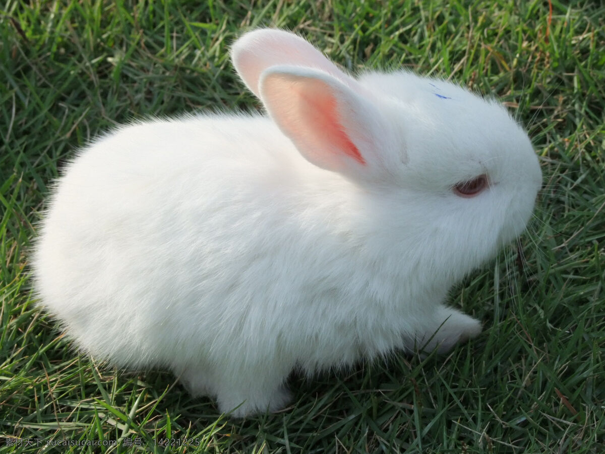 白兔免费下载 白兔 草地 上 小 生物世界