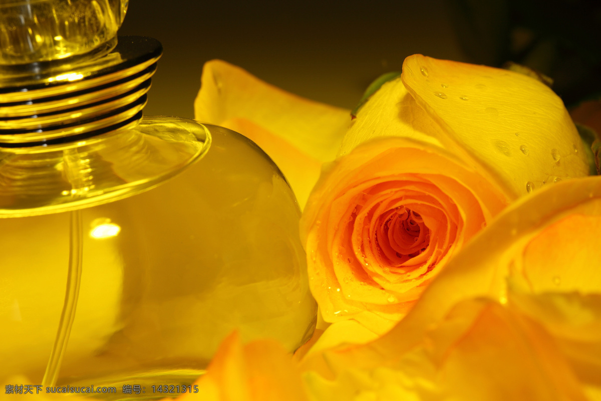 玫瑰花 上 精油 花卉 花朵 香油 美容精油 美容用品 生活用品 生活百科