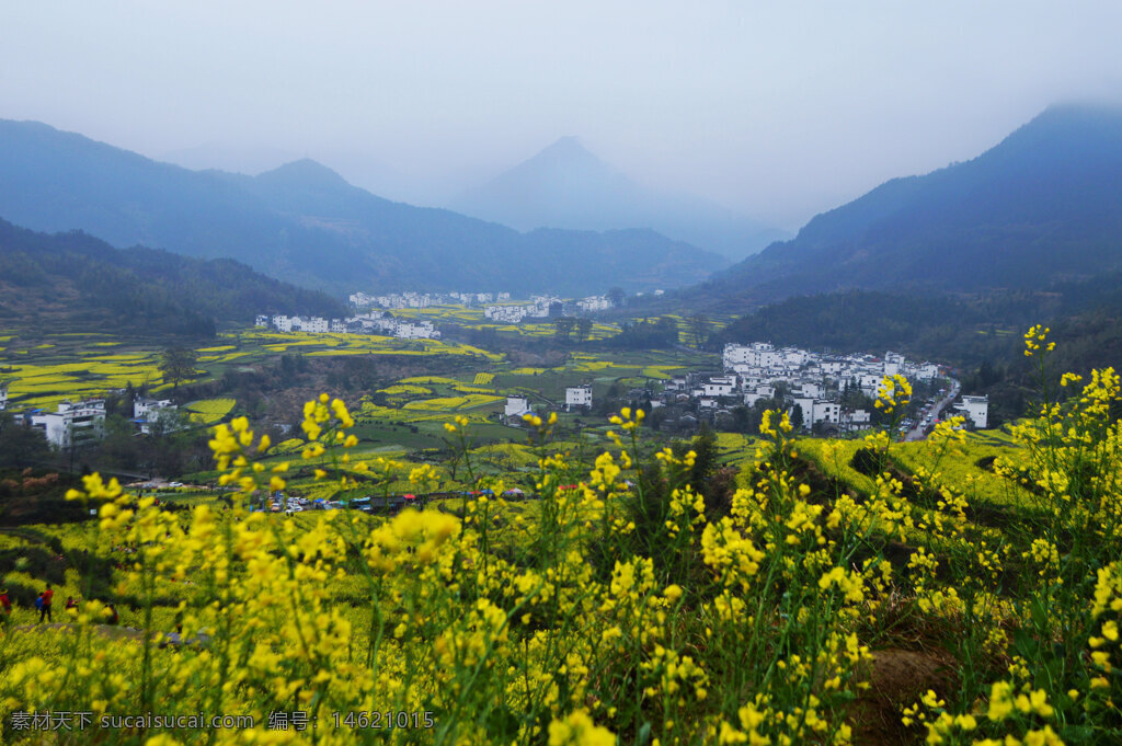春天景色 油菜花 田野风光 乡村景色 自然风光 黄色花海 山间田园 春意盎然 村庄建筑 田野绿地 乡间小路 清新环境 远山背景