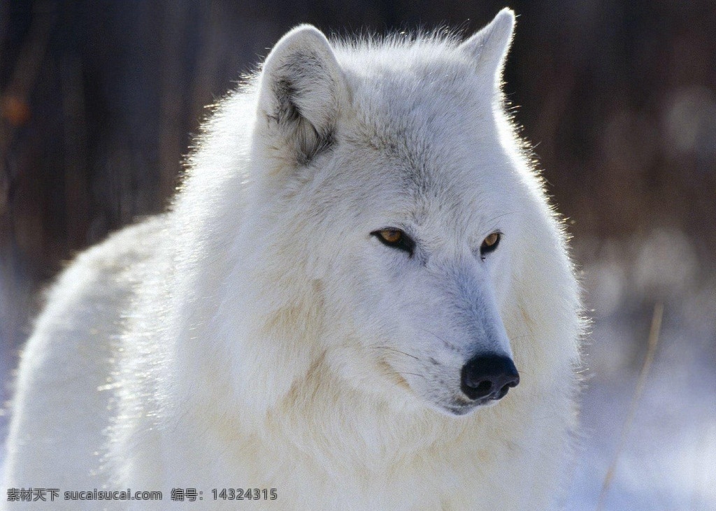 白狼 野狼 雪地 冬天 白色 自然 野生 生物世界 野生动物