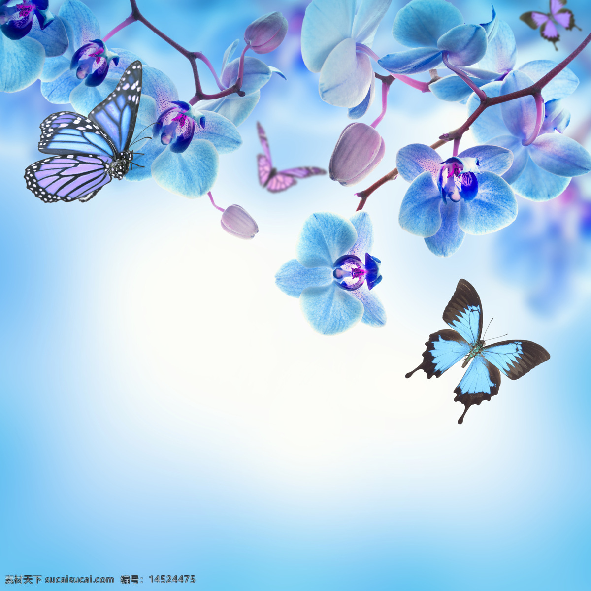 蝴蝶 花朵 梦幻背景 蓝色 植物 花卉 鲜花 花草树木 生物世界