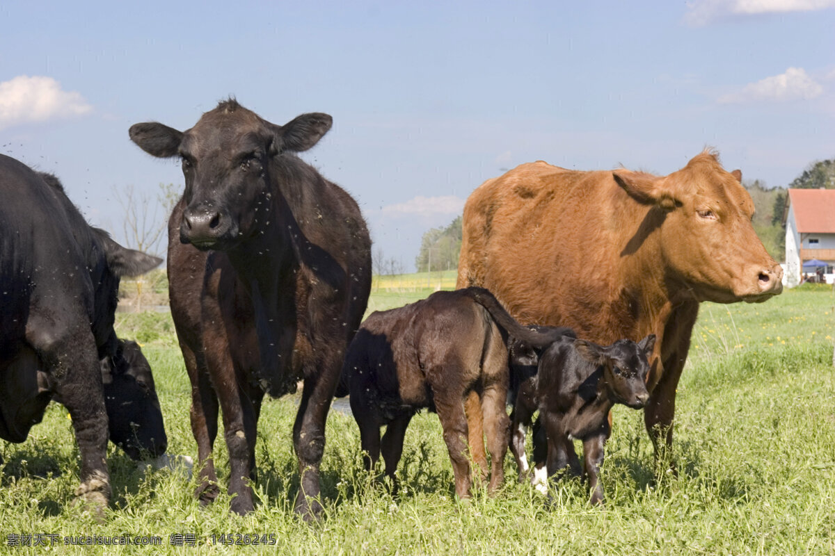 草原上的牛群 牧场 牛群 牛 动物世界 摄影图 陆地动物 生物世界 黑色