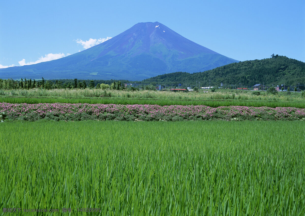 春天的田野