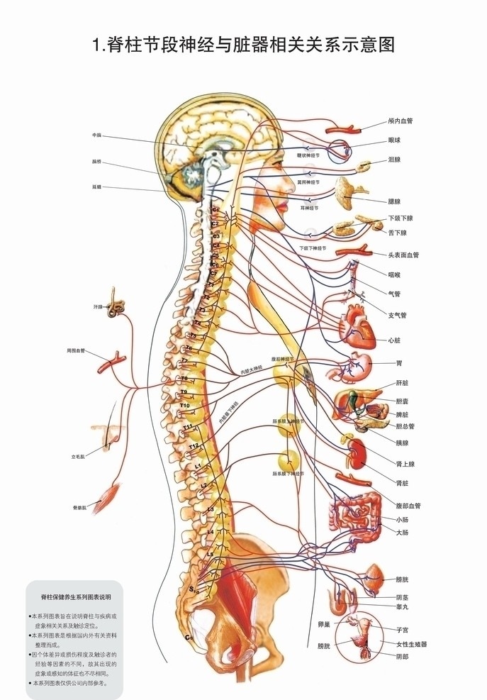 脊柱图解 脊柱 脊柱解剖 神经 医疗护理 现代科技