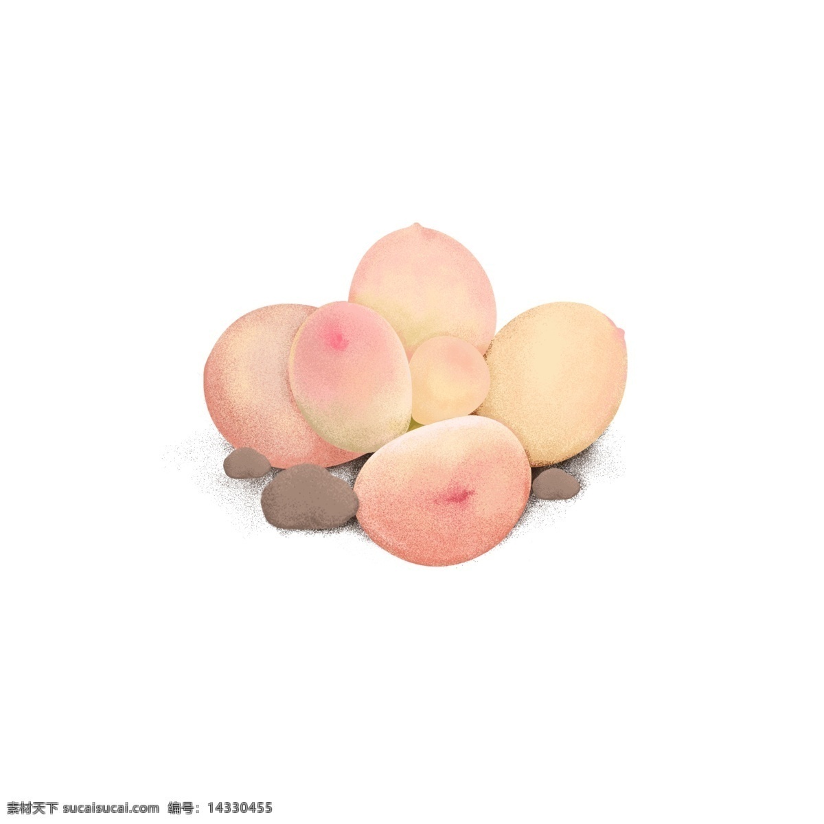 粉色 手绘 肉 植物 桃子 多肉 植物素材 插画 桃蛋 桃之卵