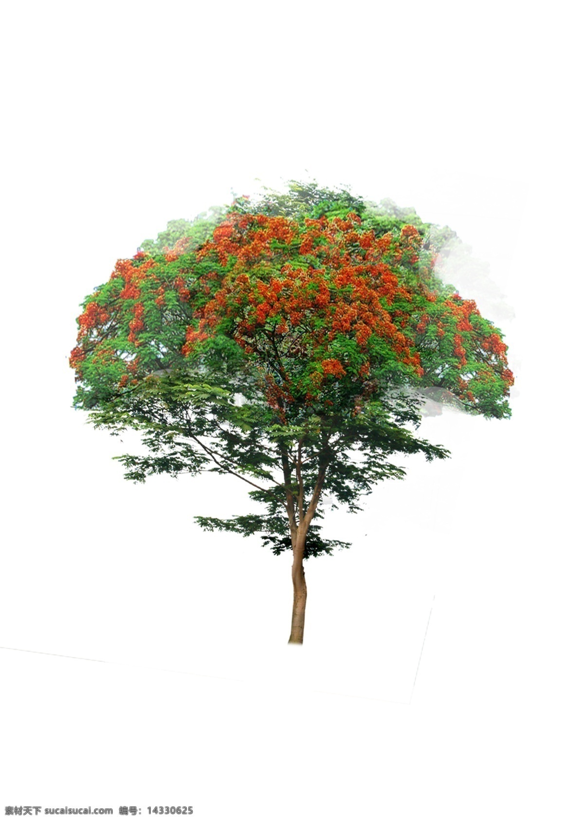 凤凰木psd 乔木 树木 植物素材 psd素材 植物 绿化素材 环境设计 景观设计