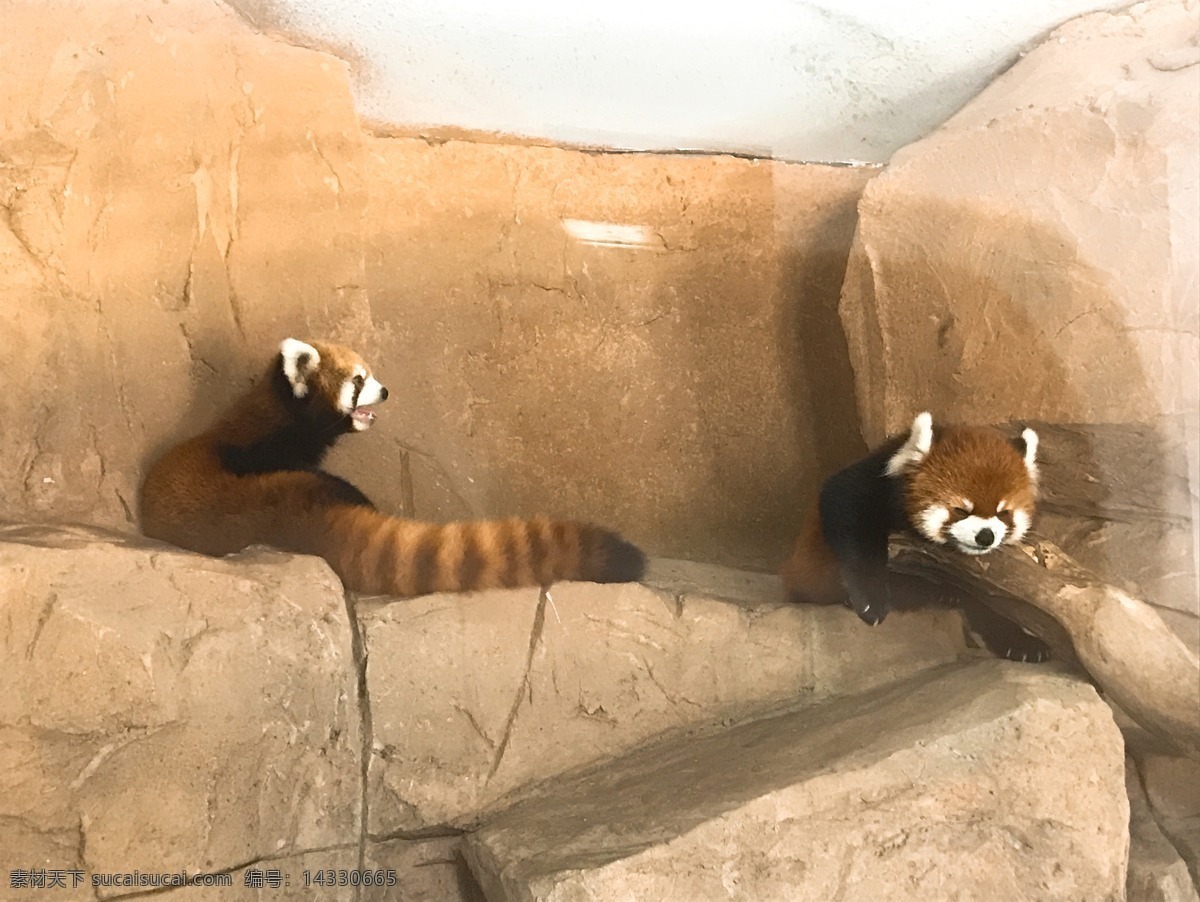 浣熊 杭州 野生 动物园 熊 猫 动物 艺术 背景 野生动物 可爱的 非洲 搞笑 顽皮 爬树 摄影图 生物世界