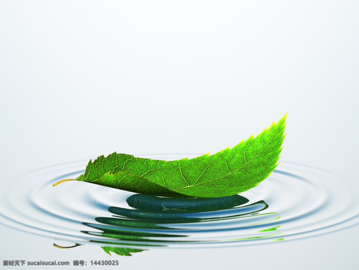 落 水面 上 绿 叶子 叶子落在水面 水面上的叶子 绿叶子 飘落的绿叶 绿叶 树叶 水纹 波纹 水波 水上的树叶 生物世界 树木树叶