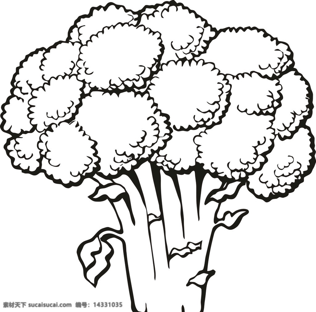 西兰花 蔬菜 植物素描 植物 素描 黑白 古典 细腻 黑白图案 背景底纹 底纹边框 手绘线稿 包装设计