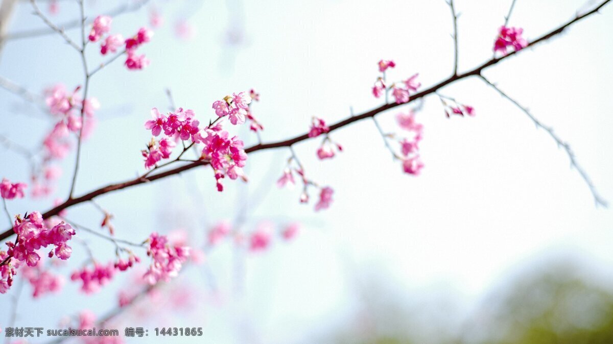 春天桃花 唯美 桃花 春日 花开 一支桃花 壁纸 自然风景 自然景观