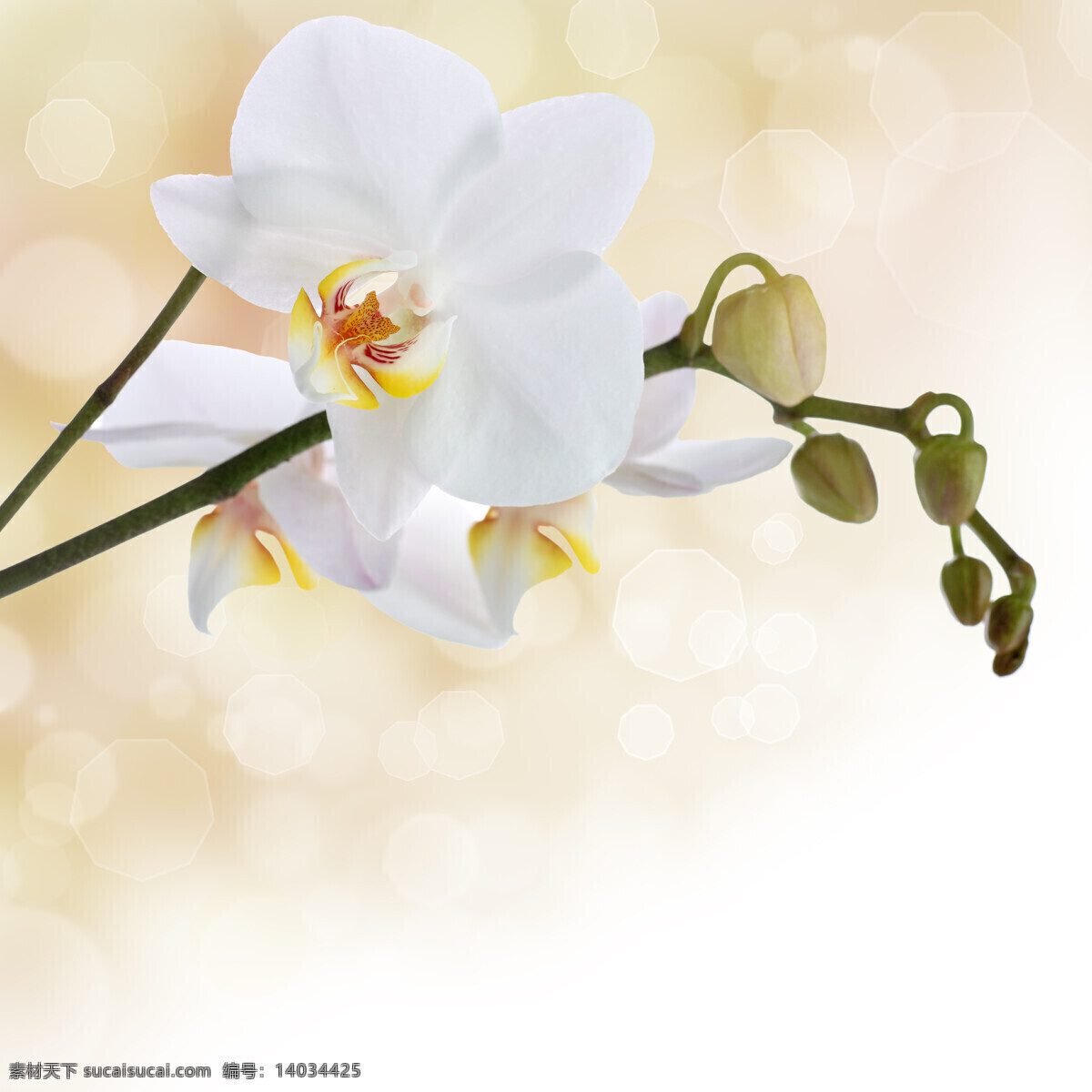 唯美 白色 兰花 特写 高清 兰花图片 花卉