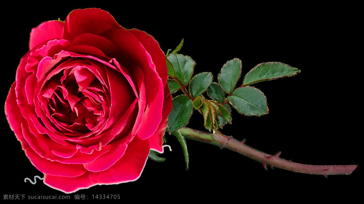 红玫瑰 花朵 鲜艳的玫瑰 花 展板 背景 照片 红花绿叶