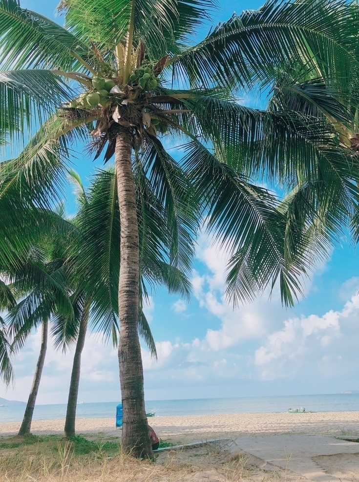 海南椰林 大海 椰树 海南 椰林 椰子树 旅游摄影 国内旅游