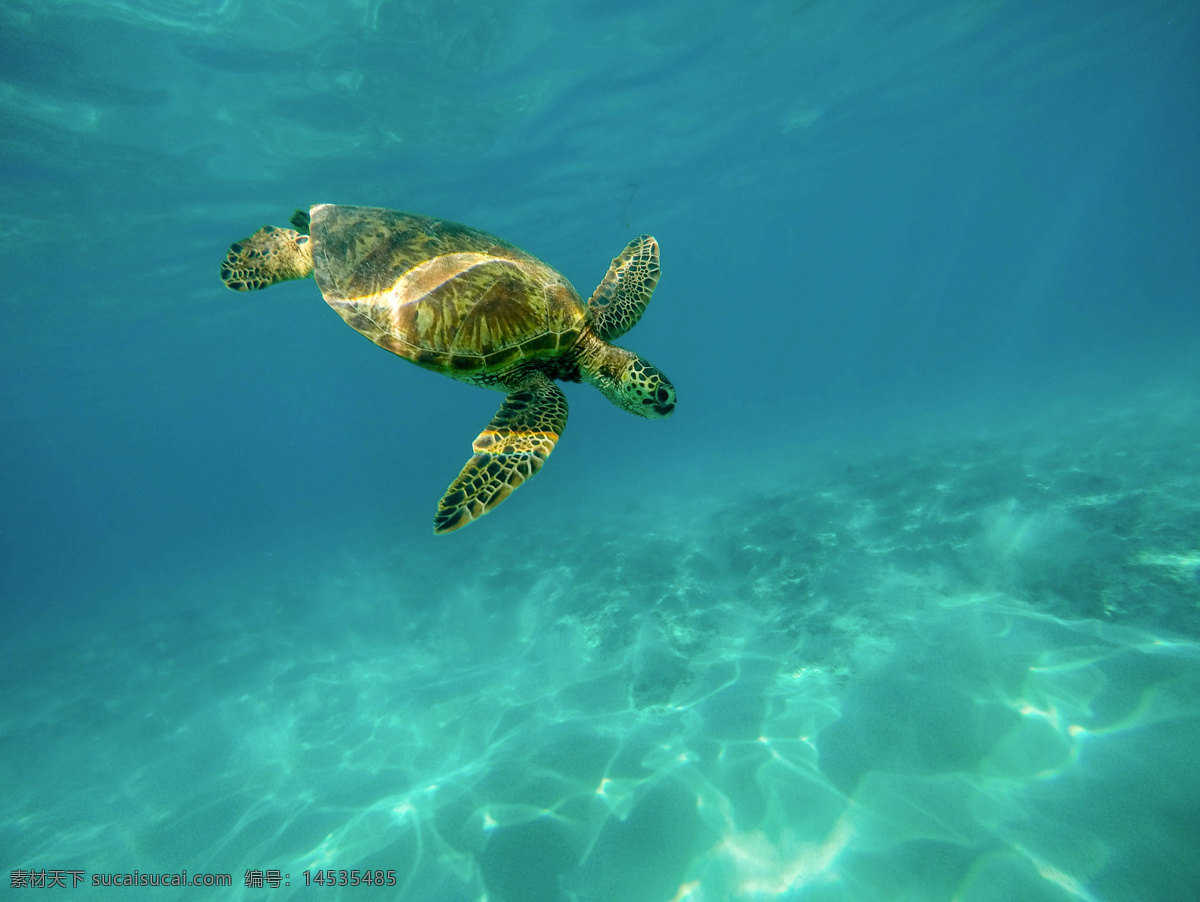 海洋生物海龟 海龟 乌龟 海洋生物 海底 动物 生物世界