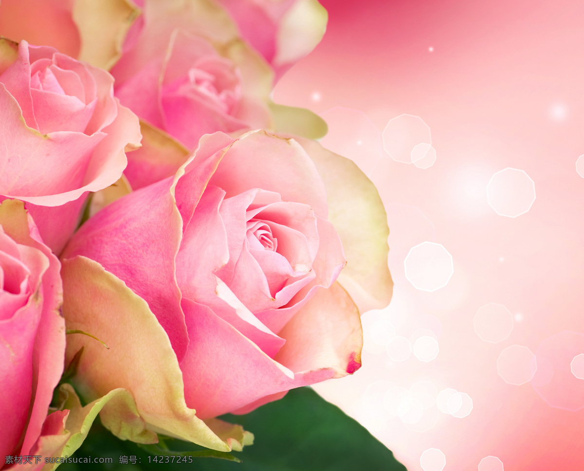 粉红色玫瑰花 玫瑰花 粉红玫瑰 美丽鲜花 花卉 花朵 情人节 浪漫 鲜花背景 梦幻背景 花草树木 生物世界 粉色
