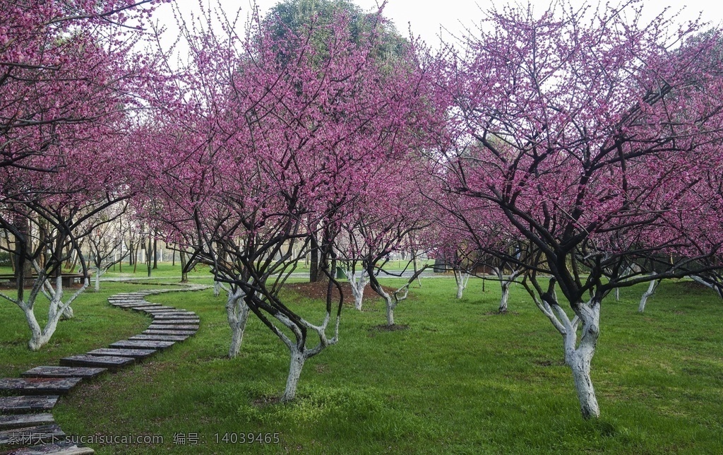 公园园林 梅花 红梅 粉梅 梅园 园林花卉 梅花盛开 梅花园 园林景观 绿地红梅 生物世界 花草