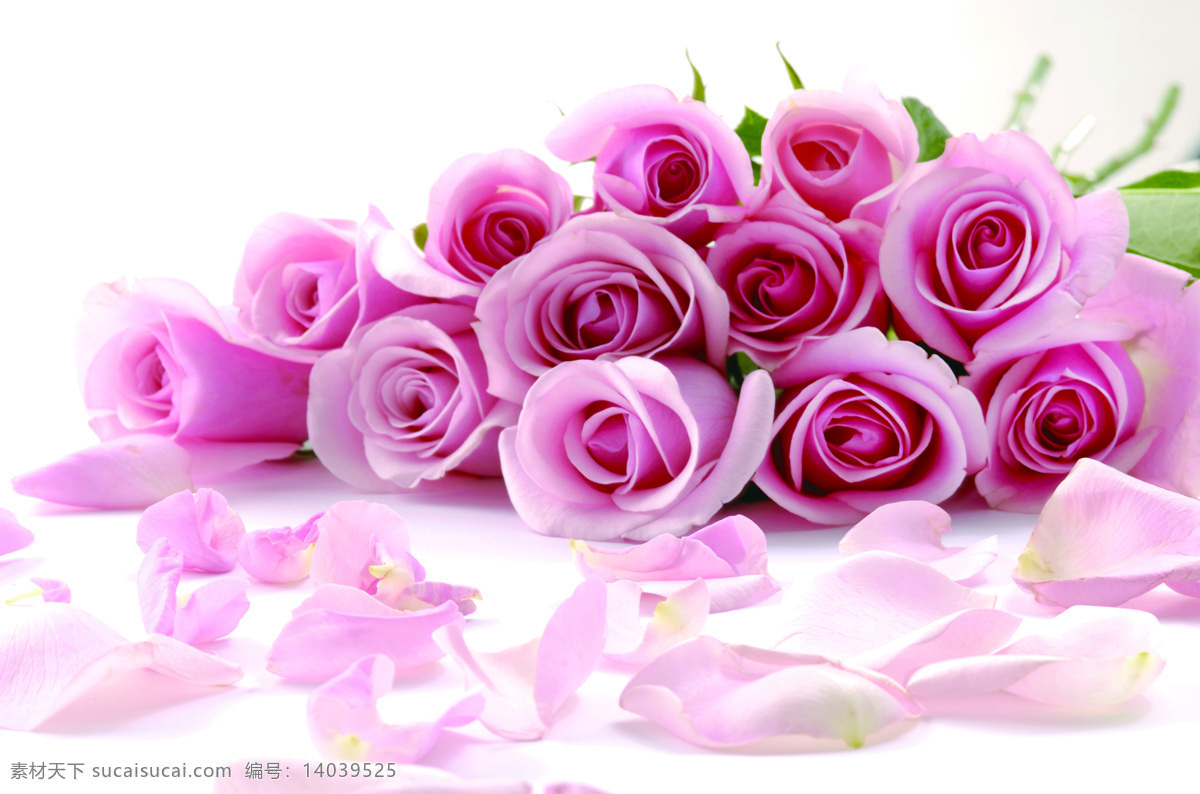 紫色玫瑰 紫色 玫瑰 花卉 花朵 鲜花 鲜花群 电视墙背景墙