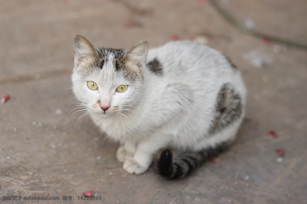 萌宠猫 萌宠 猫 动物摄影 萌萌哒 猫眼 生物世界 家禽家畜