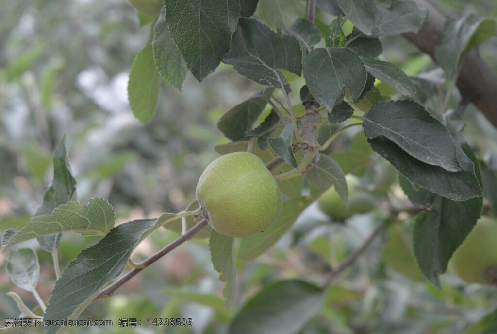 果树 苹果 苹果叶子 青苹果 小苹果 果园作物 水果 生物世界 灰色