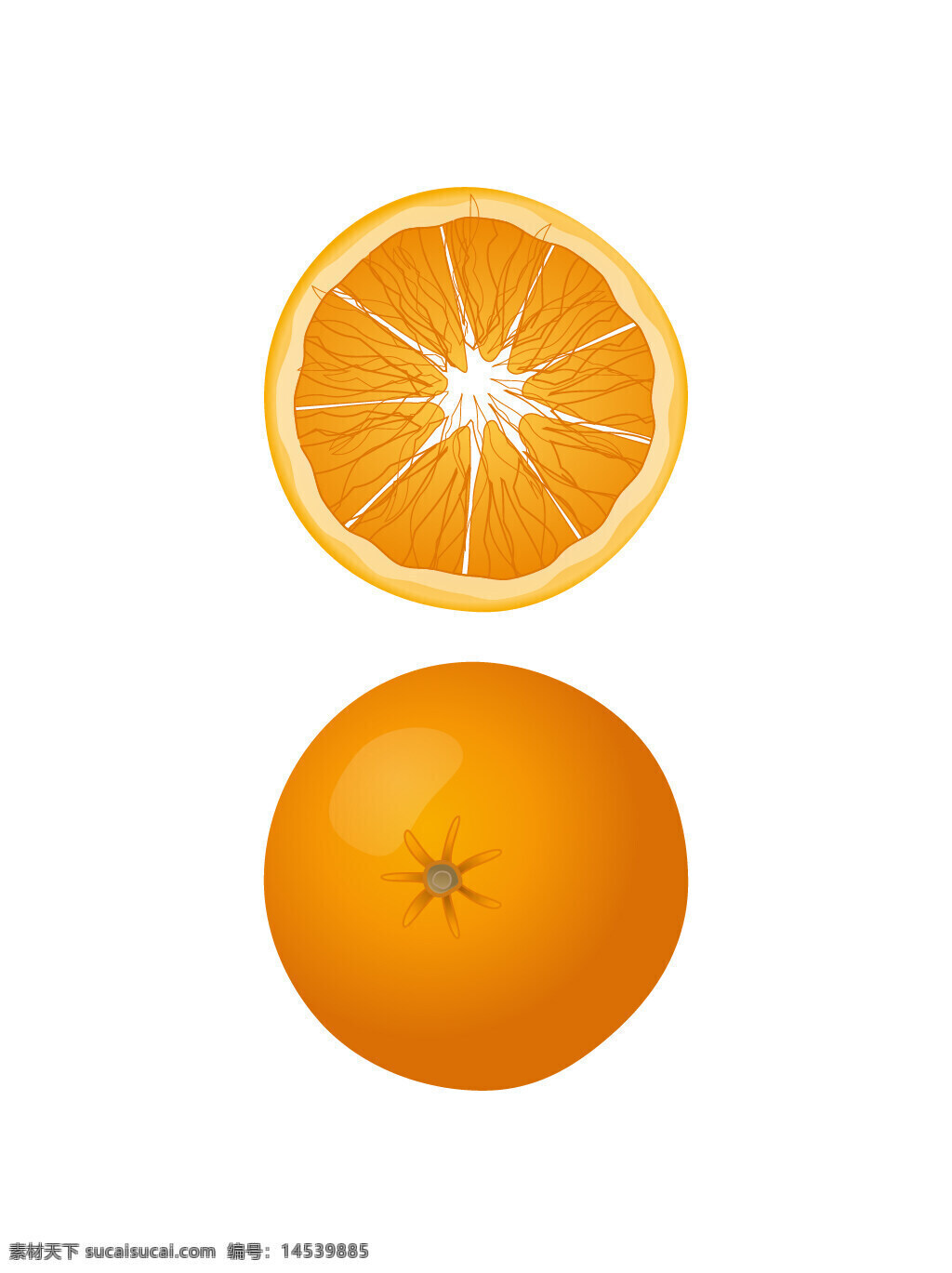 橙子 橘子 柑橘 水果 瓜果 食物 手绘水果 矢量水果 手绘素材 矢量素材 新鲜水果 植物