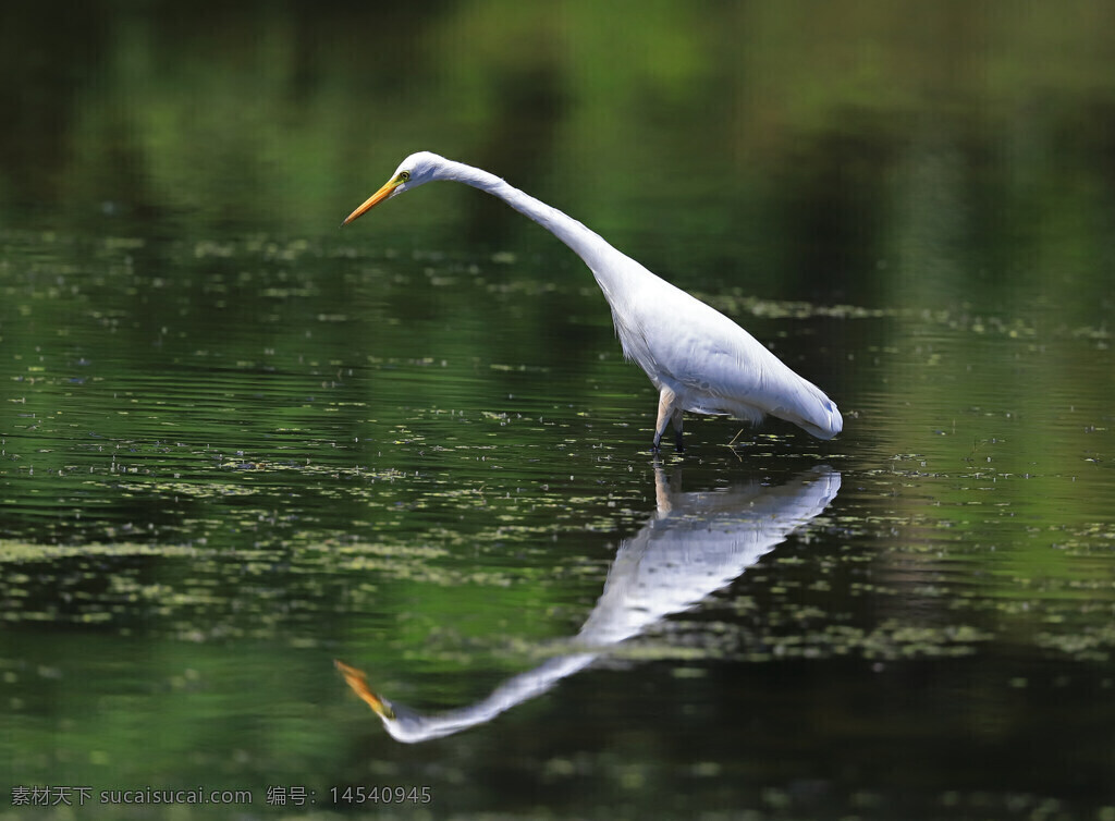 鸟类 中白鹭 白色羽毛 绿背景 黄色的喙 水面 倒影 长脖子