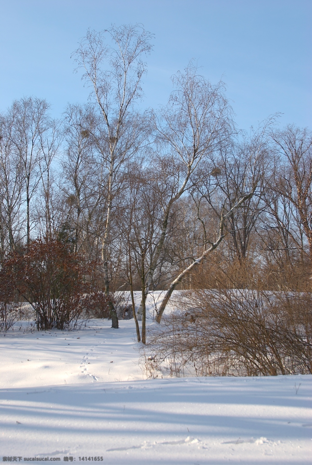 树林 雪景 冬天雪景 冬季 美丽风景 美丽雪景 白雪 积雪 风景摄影 树木 雪地 雪景图片 风景图片