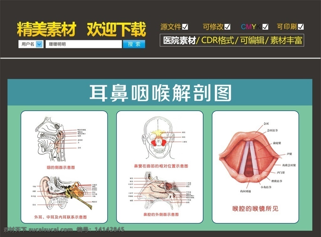 耳鼻喉科 解剖 图 耳鼻喉展板 医院展板 解剖图 鼻腔解剖图 耳朵 五官解剖