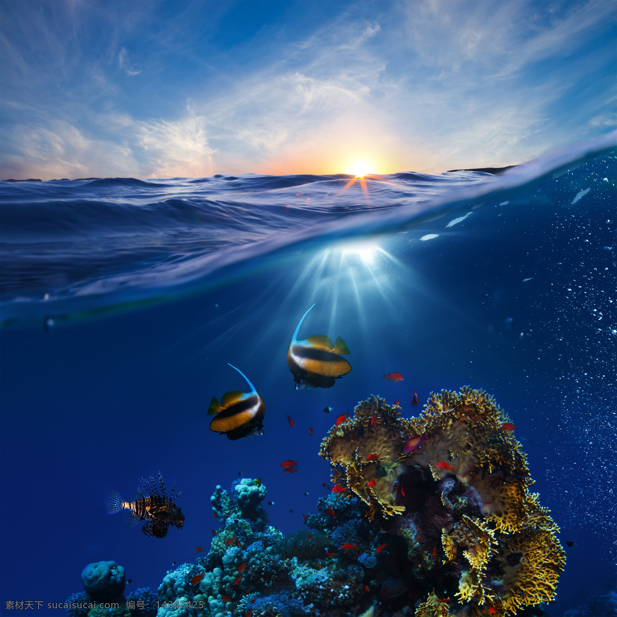 海底世界 彩色 大海 海星 海洋 海洋生物 梦幻 清澈 热带鱼 底世界 观赏鱼 鱼儿 珊瑚 生物世界 鱼类