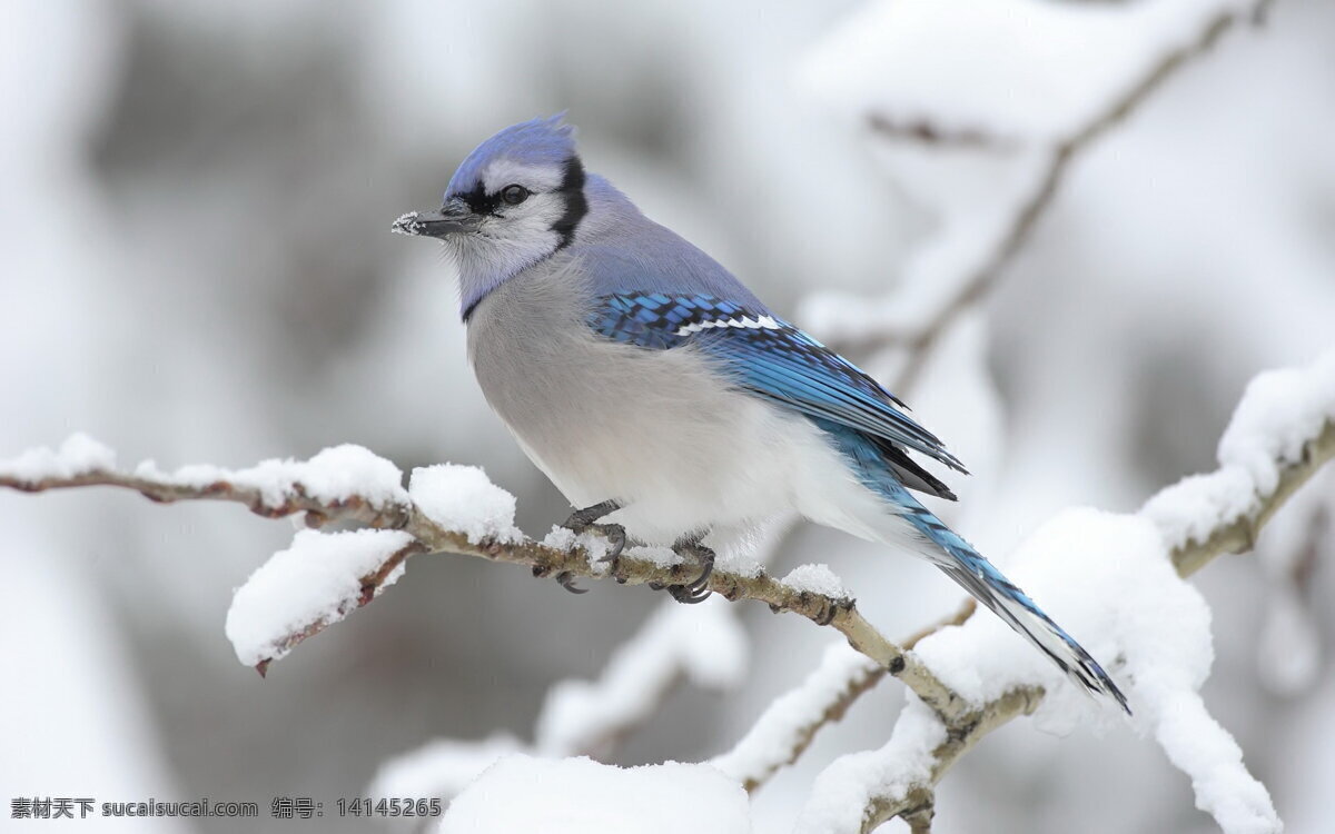 雪天 鸟 雪天的鸟 灰色