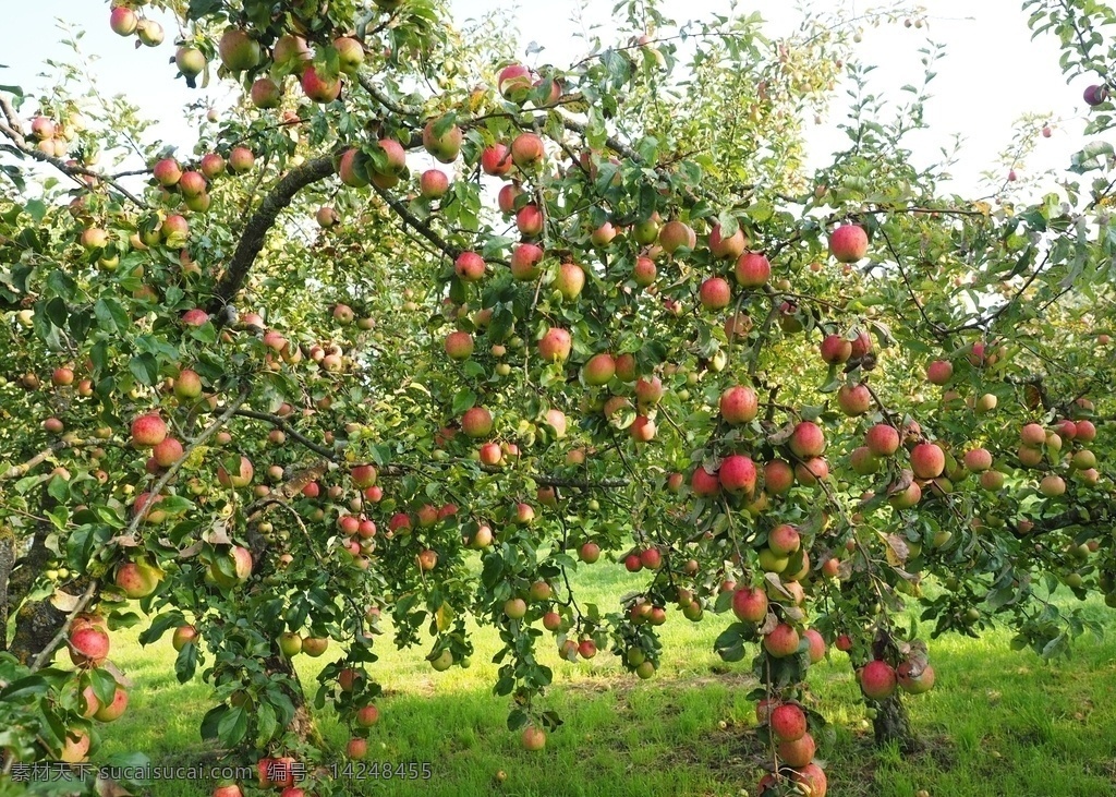 树上 苹果 新鲜 营养 维生素 植物 叶子 草地 阳光 水果 生物世界