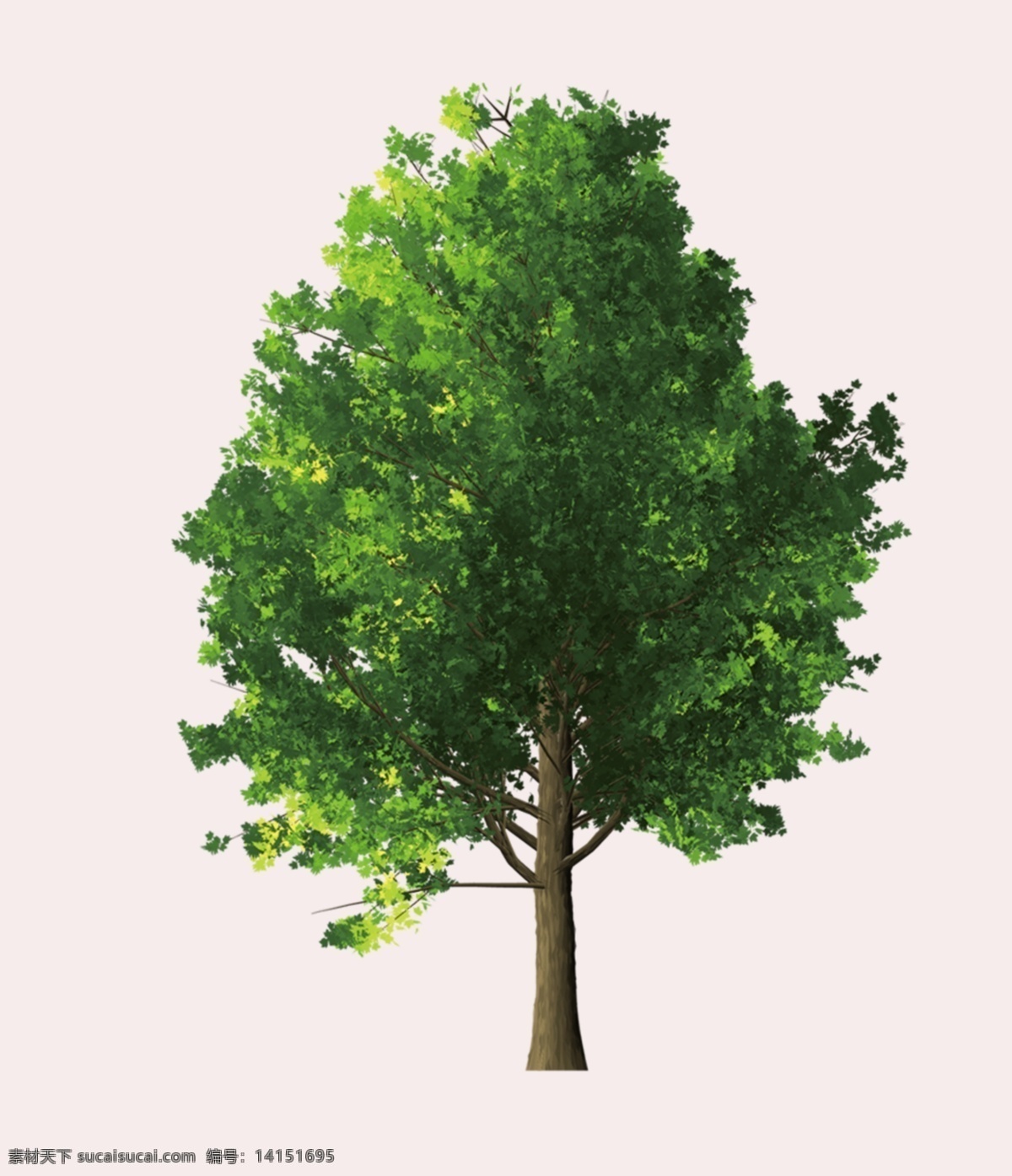 绿树 大树 树叶 树枝 树干 植物 绿色 标识 生物世界 树木树叶