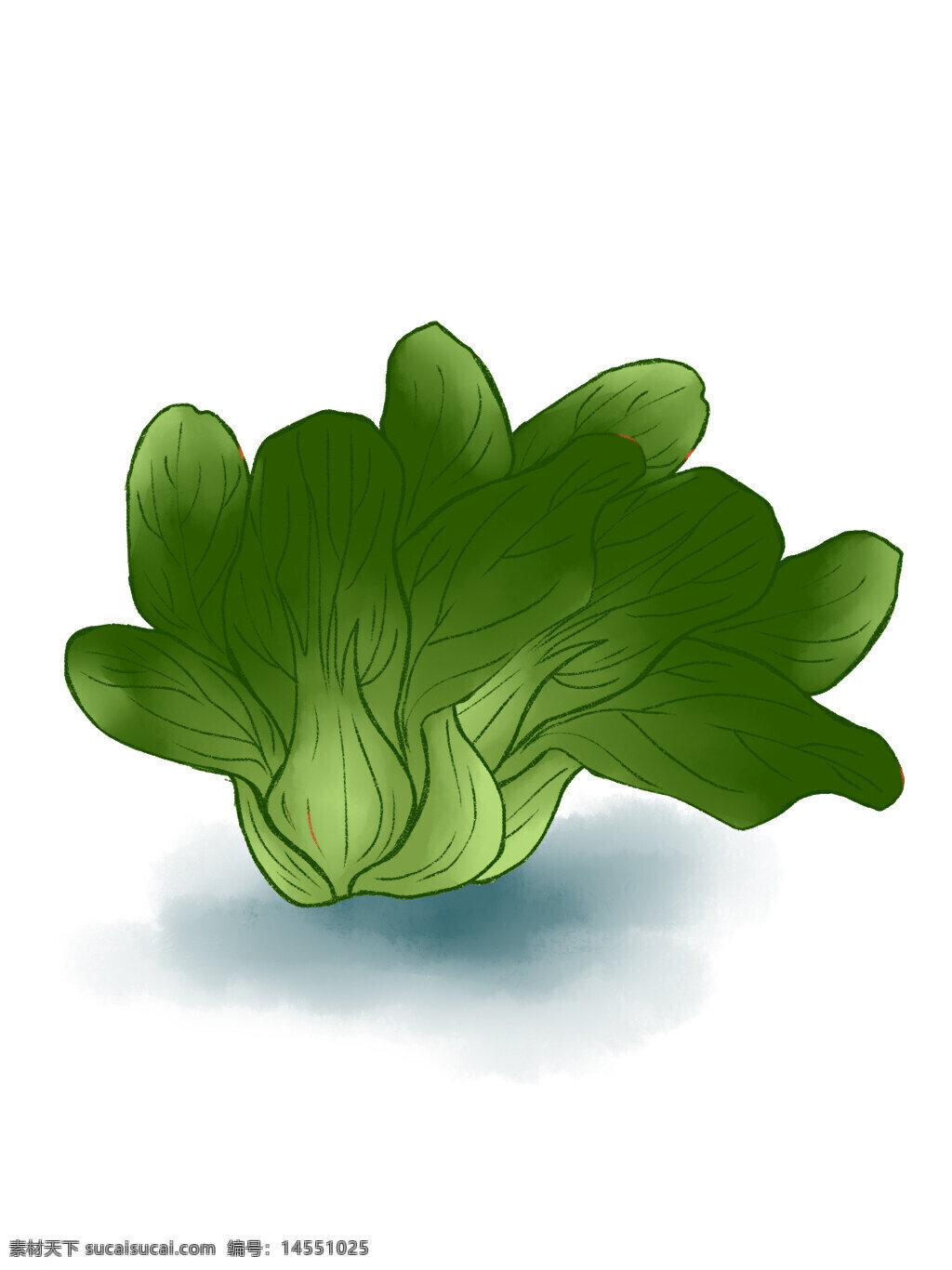 手绘 健康 蔬菜 油菜