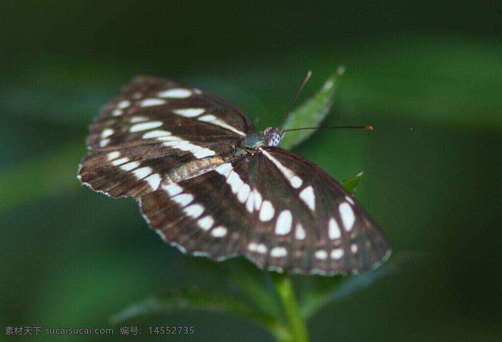 蝴蝶 小环蛱蝶 展开的翅膀 白色斑点 褐色斑块 虚化背景