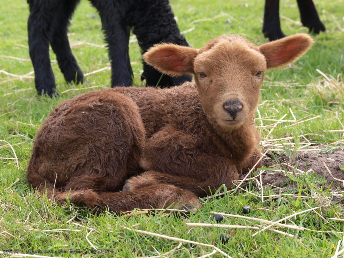 出生 才 四天 小羊 羊 动物 家畜 羊羔 家禽家畜 生物世界