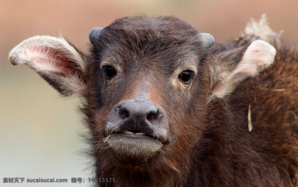 牛 牛犊 么么哒 牛鼻子 刚刚长出的牛角 褐色