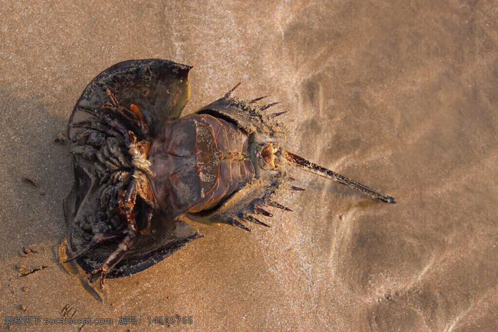 沙滩 鲎 尾刺 甲壳 海鲜 节肢