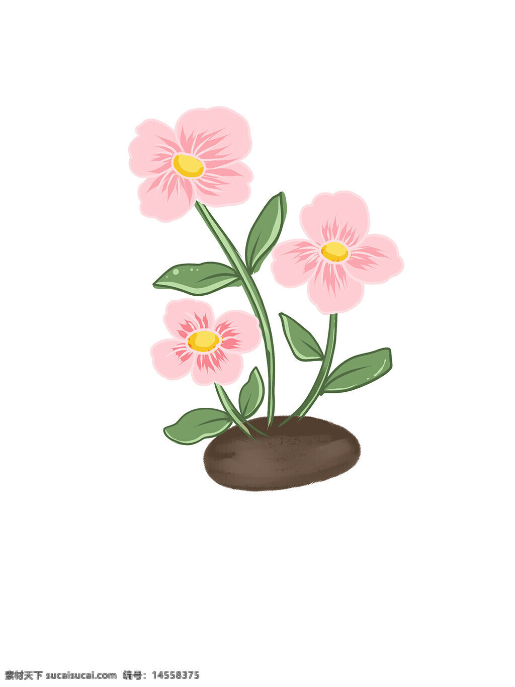 粉色 花卉 植物 花朵